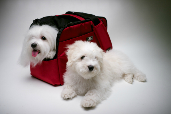 pet carrier white dogs