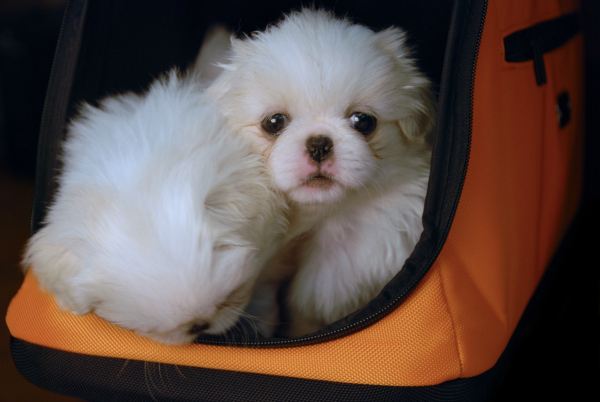 2 Dogs in a Sleepypod Air