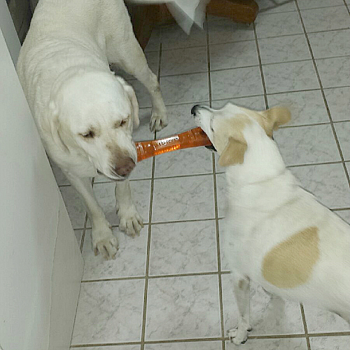 Dogs Playing with an Urban Stick Toy
