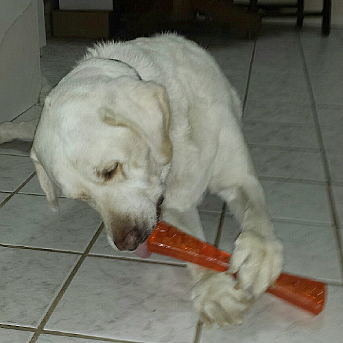 Dog Playing with an Urban Stick Toy