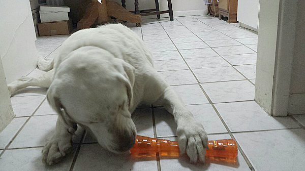 Dog Playing with an Urban Stick Toy