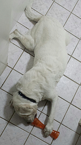 Dog Playing with an Urban Stick Toy