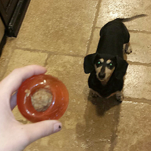 Dog with a Bionic Ball Toy