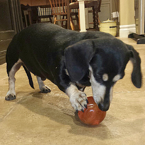 Dog Playing with a Bionic Ball Toy