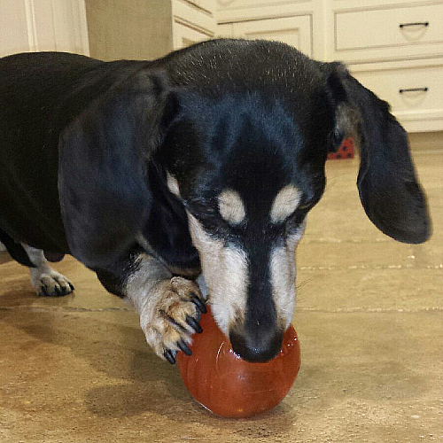 Dog Playing with a Bionic Ball Toy