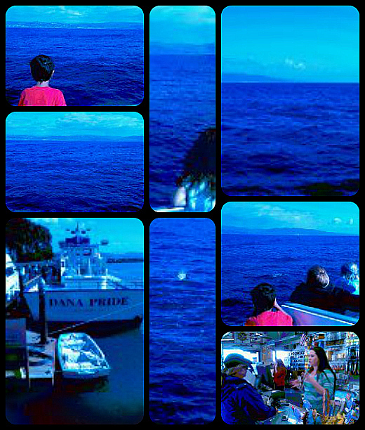 Dana Wharf Whale Watching Adventure Cruise