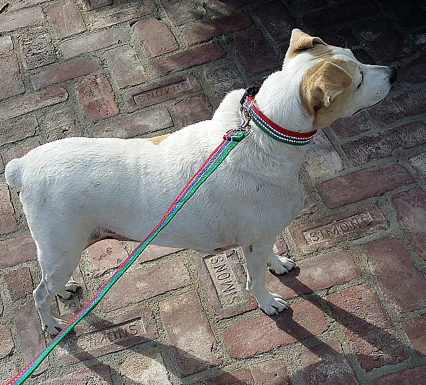 Hamilton Dog Collar and Leash Set