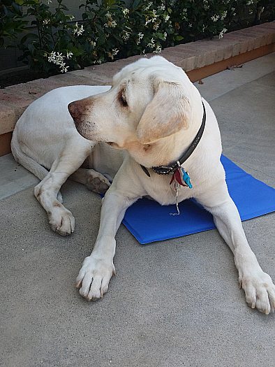 Aspen Pet Self Cooling Mat