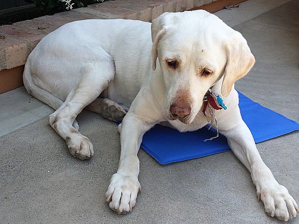 Aspen Pet Self Cooling Mat