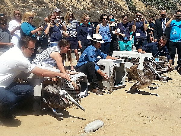 International Bird Rescue with Ian Somerhalder