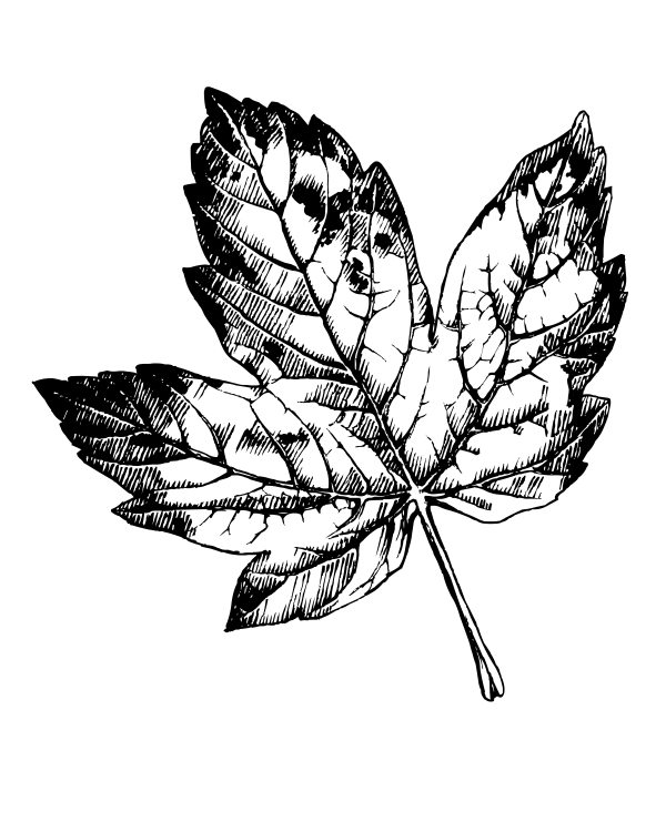 Free Printable Maple Leaf Coloring Page