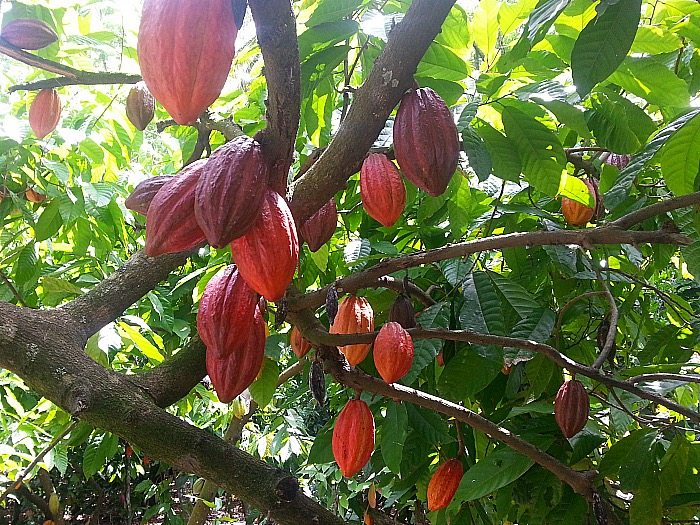 Cacao Trees in The Dominican Republic