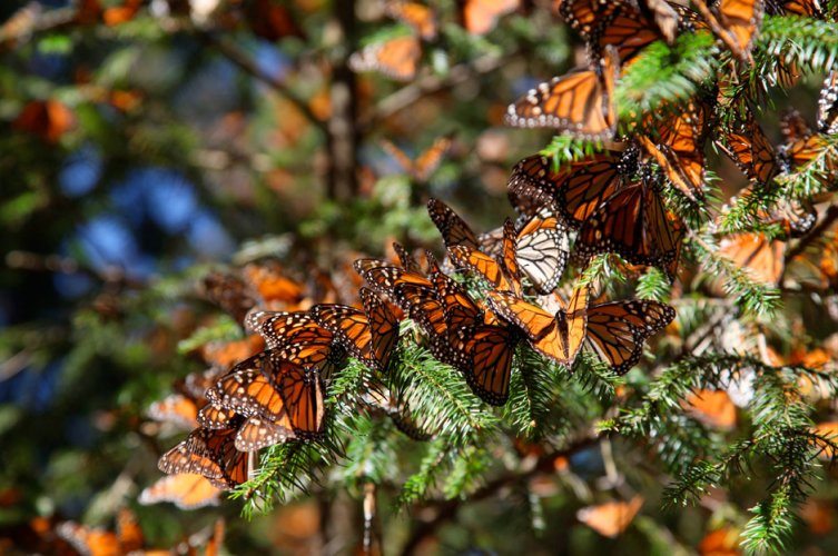 IMAX Flight of The Butterflies