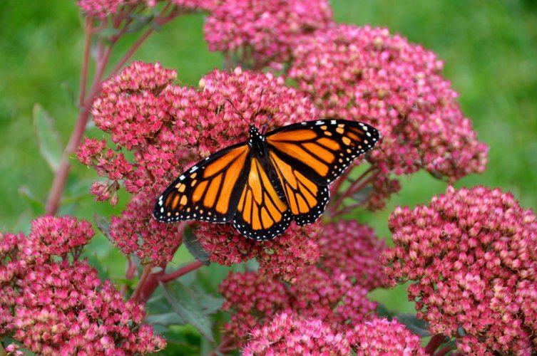 IMAX Flight of The Butterflies