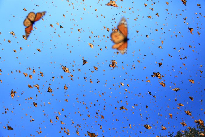 IMAX Flight of The Butterflies