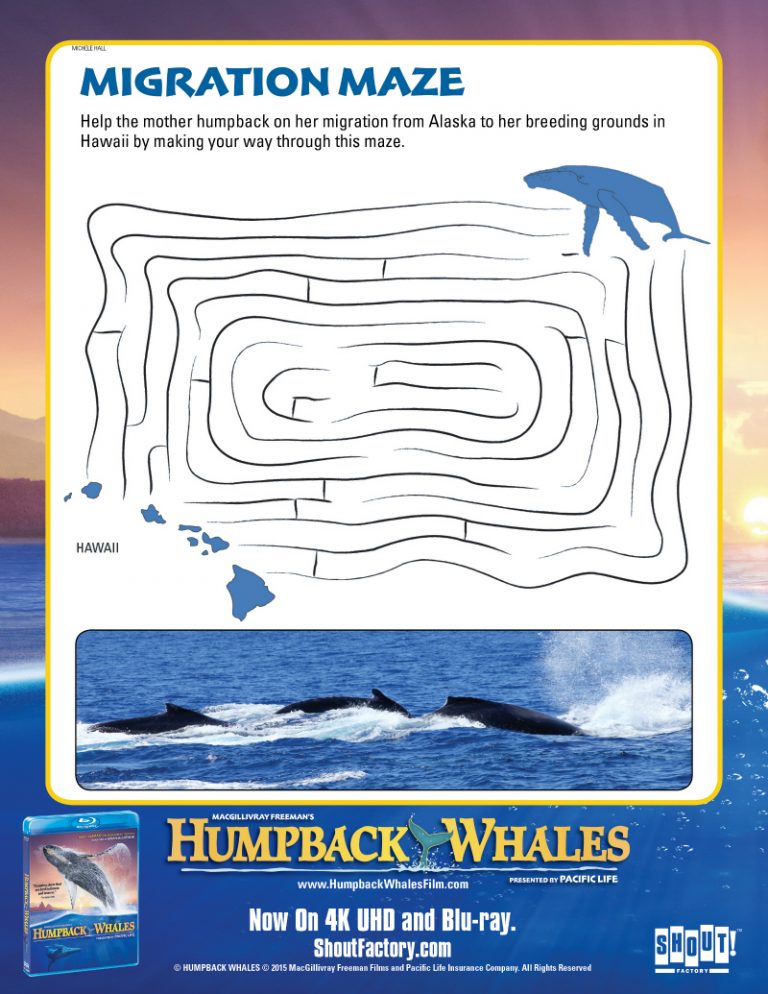 factors affecting humpback whales annual migration from southeast alaska to hawaiian islands factors affecting humpback whales annual migration from southeast alaska to hawaiian islands