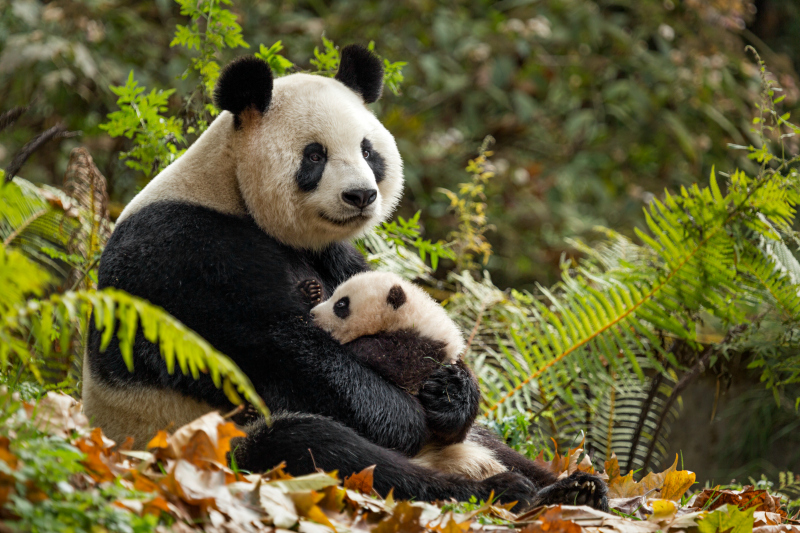 Disneynature Born in China Characters: YaYa and MeiMei - Pandas