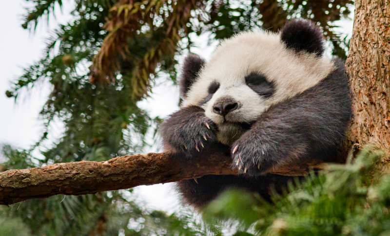 Disneynature Born in China MeiMei - Pandas