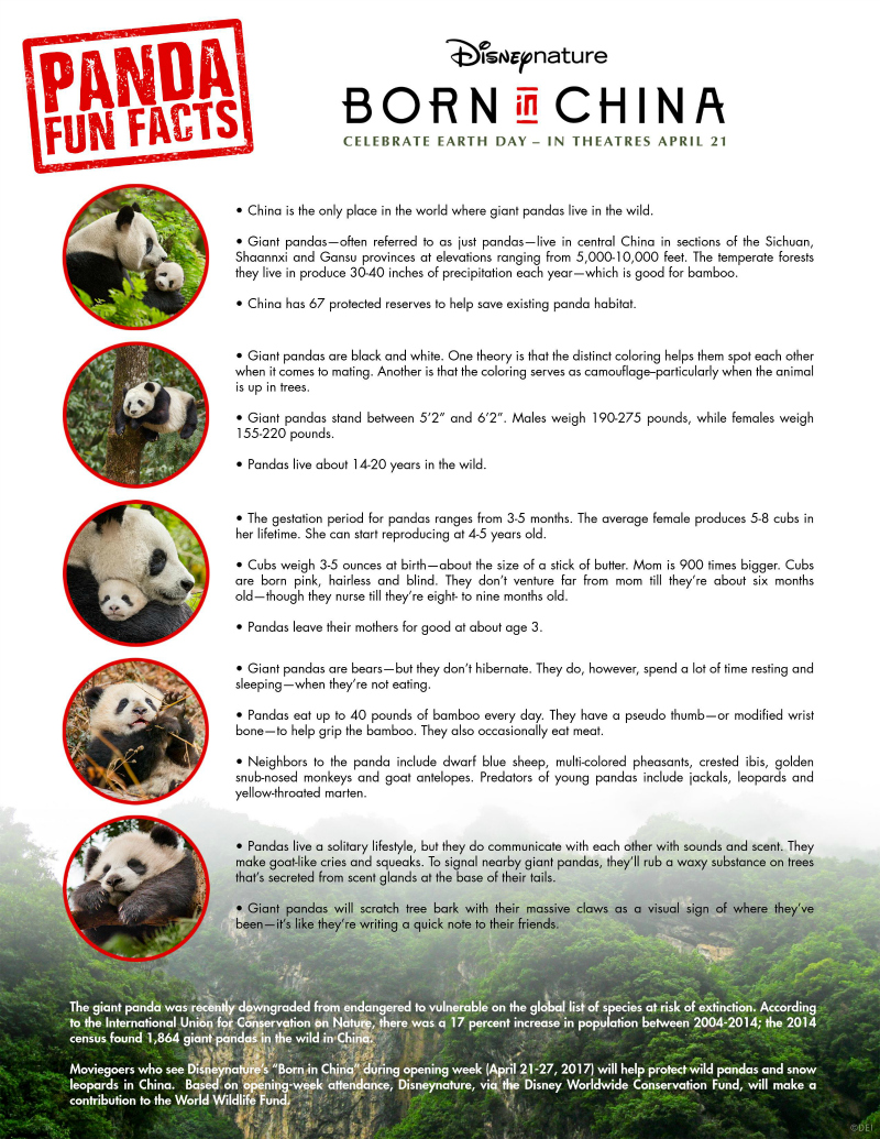 Free Panda Facts Printable from Disney