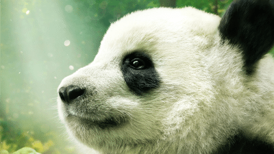 Pandas IMAX