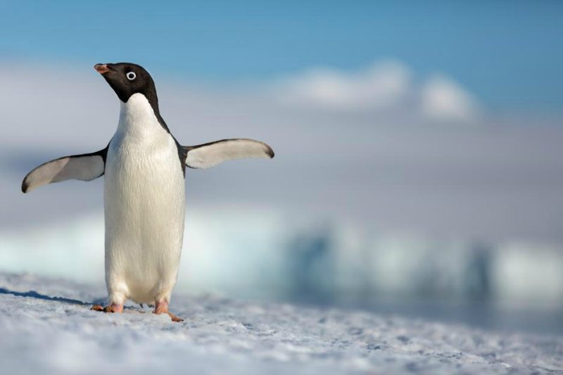 Disneynature Penguins