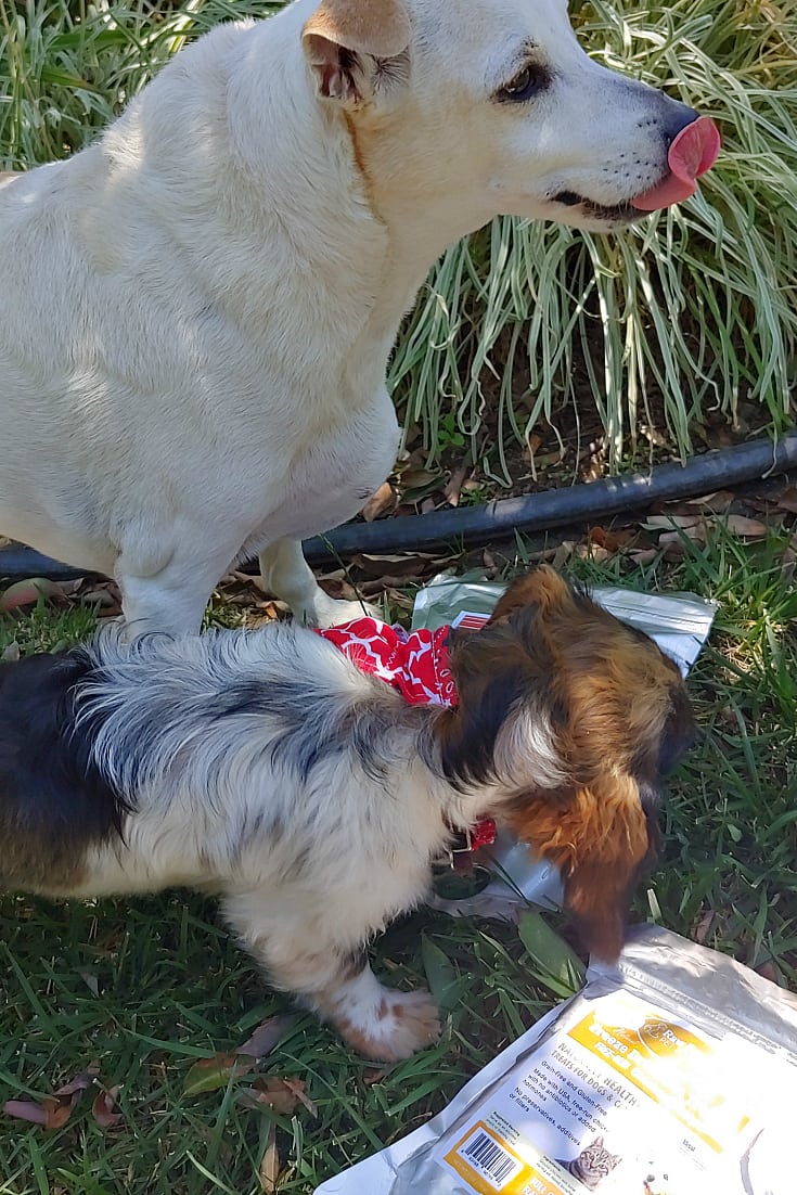 Freeze Dried Dog Treats  from Raw Paws - These pet treats are also cat treats! 