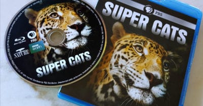 feature pbs super cats