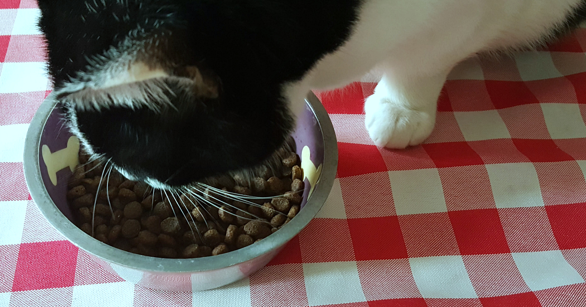 cat eating kibble