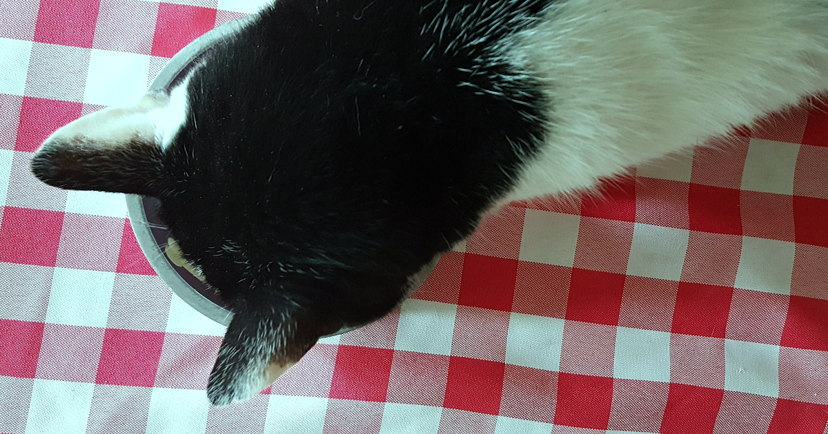 overhead view of tuxedo cat eating