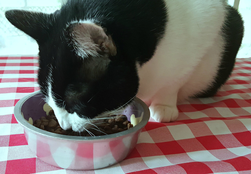 tuxedo cat eating dry food