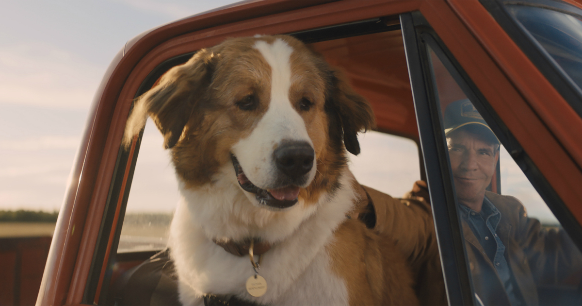 dog looking out a truck window