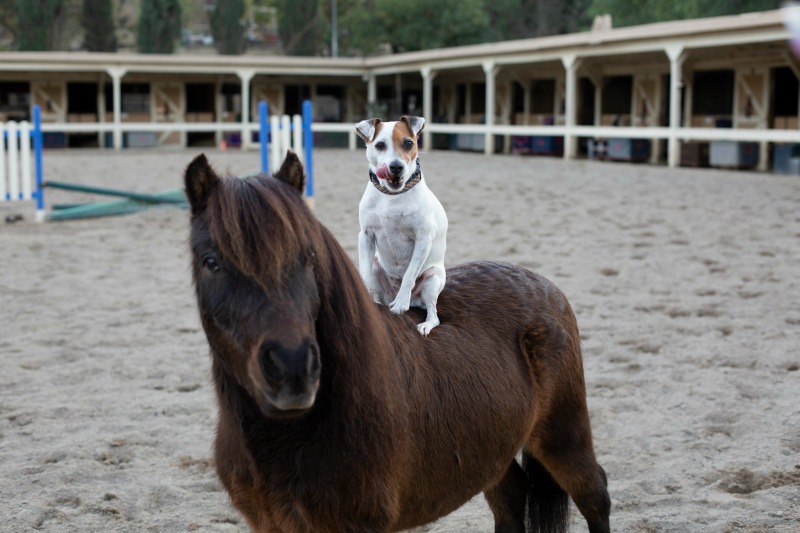 dog riding on a miniature horse