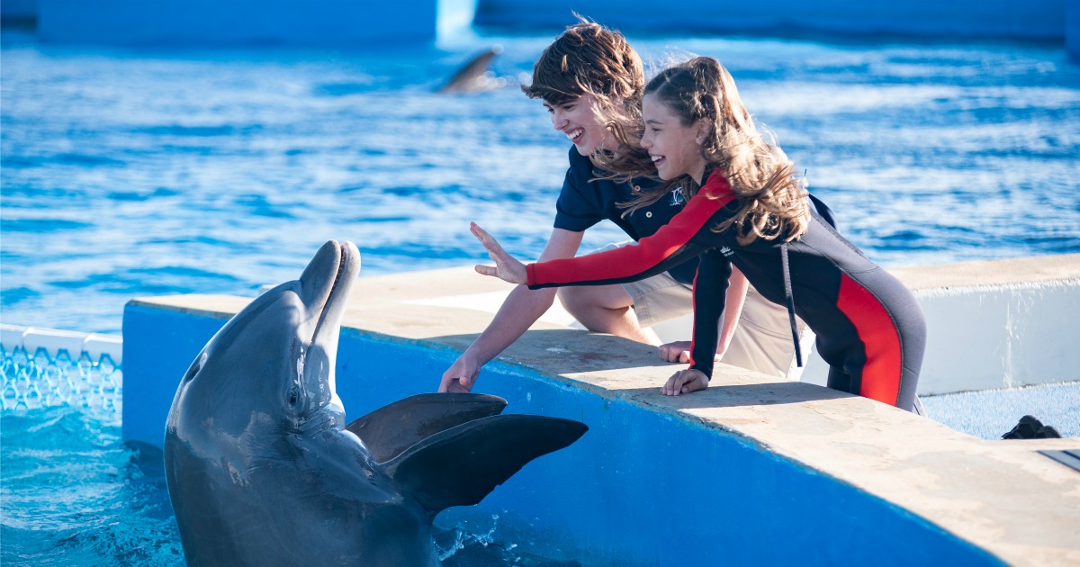 feature bernie the dolphin scene