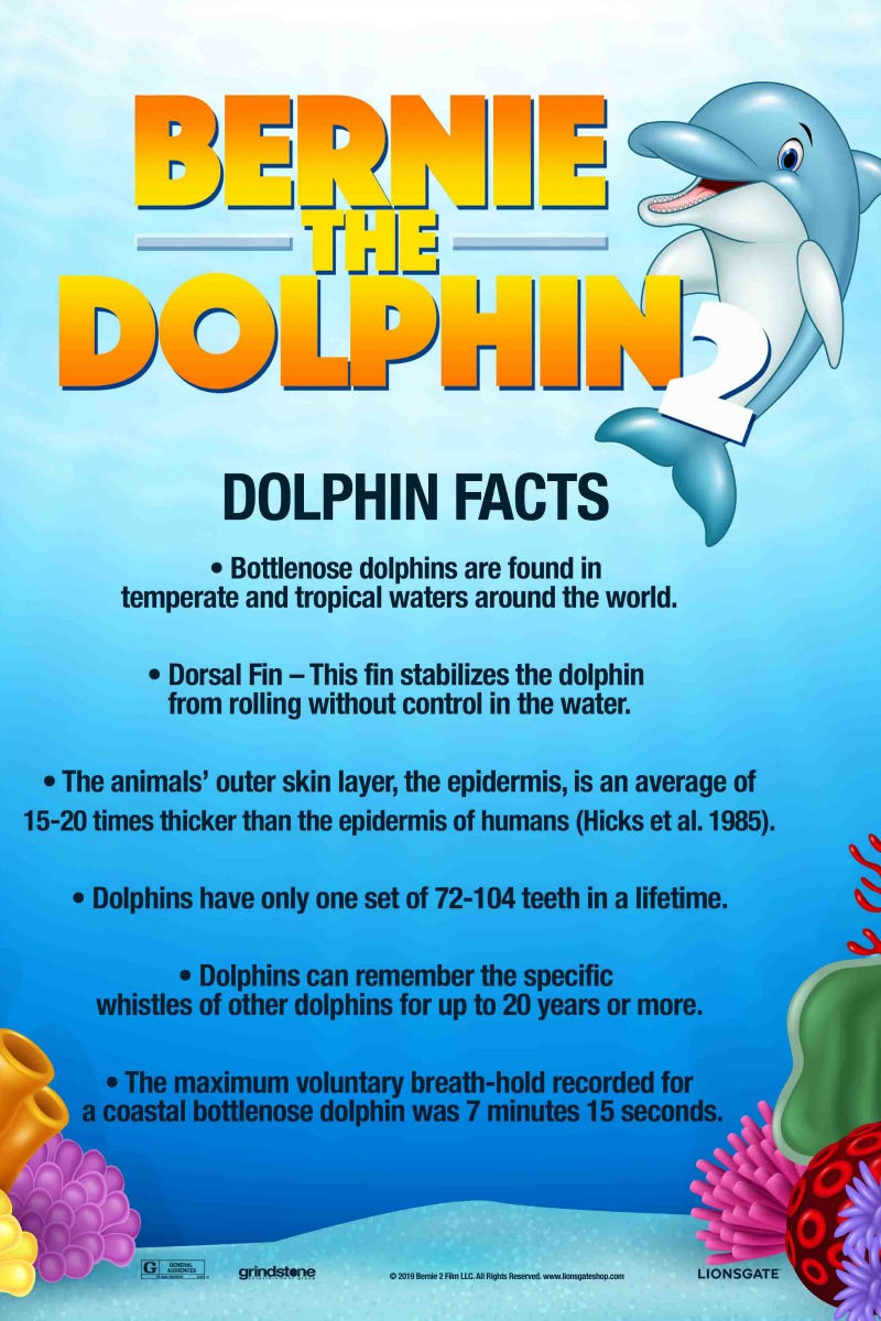 dolphin fun facts