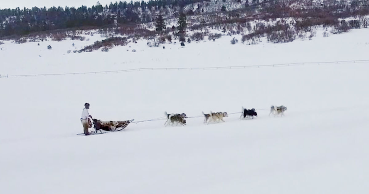 feature sled dogs in alaska