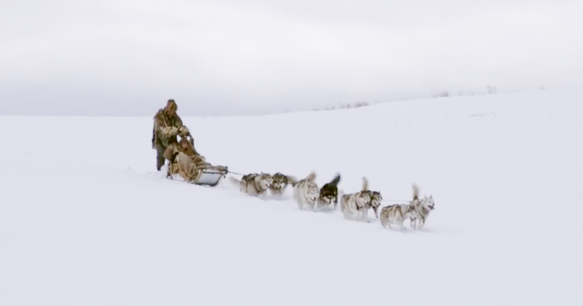 feature the great alaskan race sled dogs