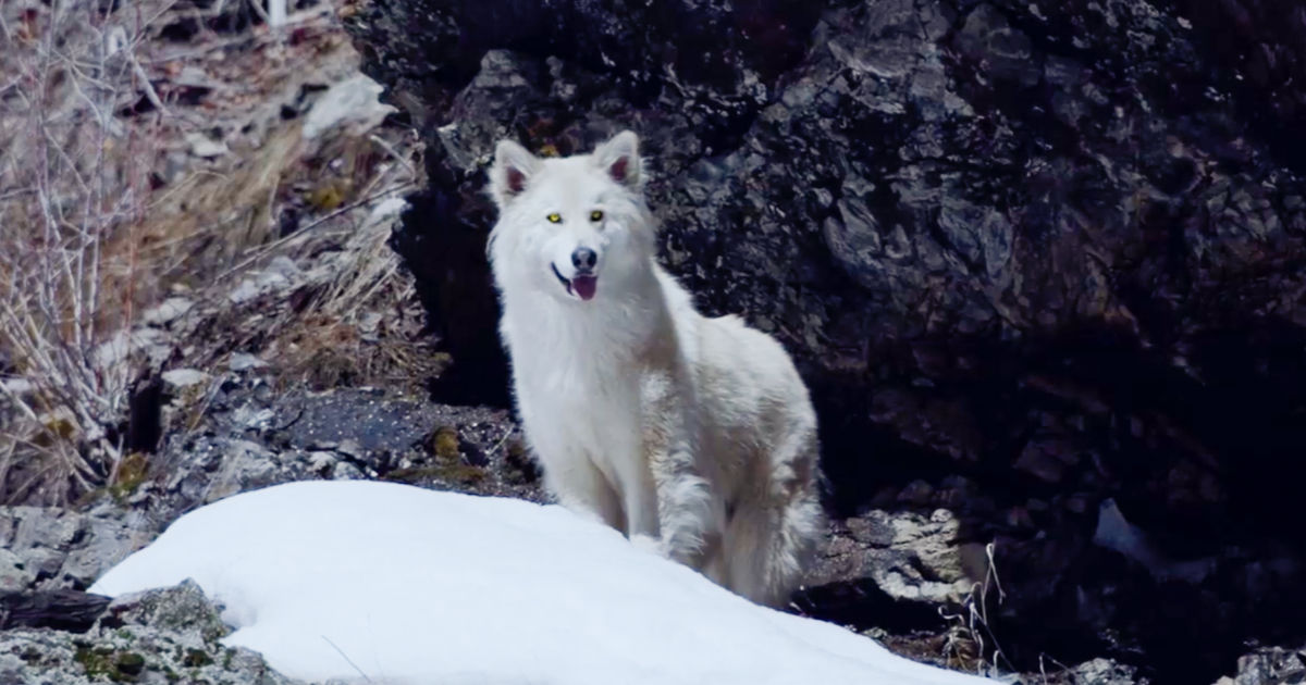 white dog by snow in alaska