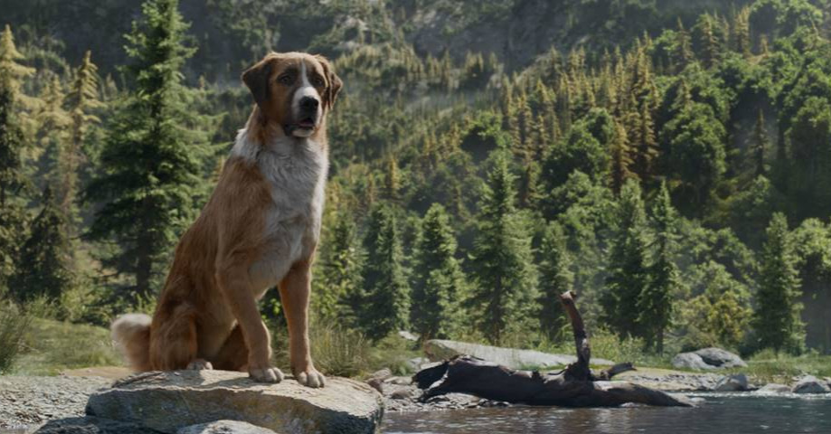 dog in forest scene from call of the wild