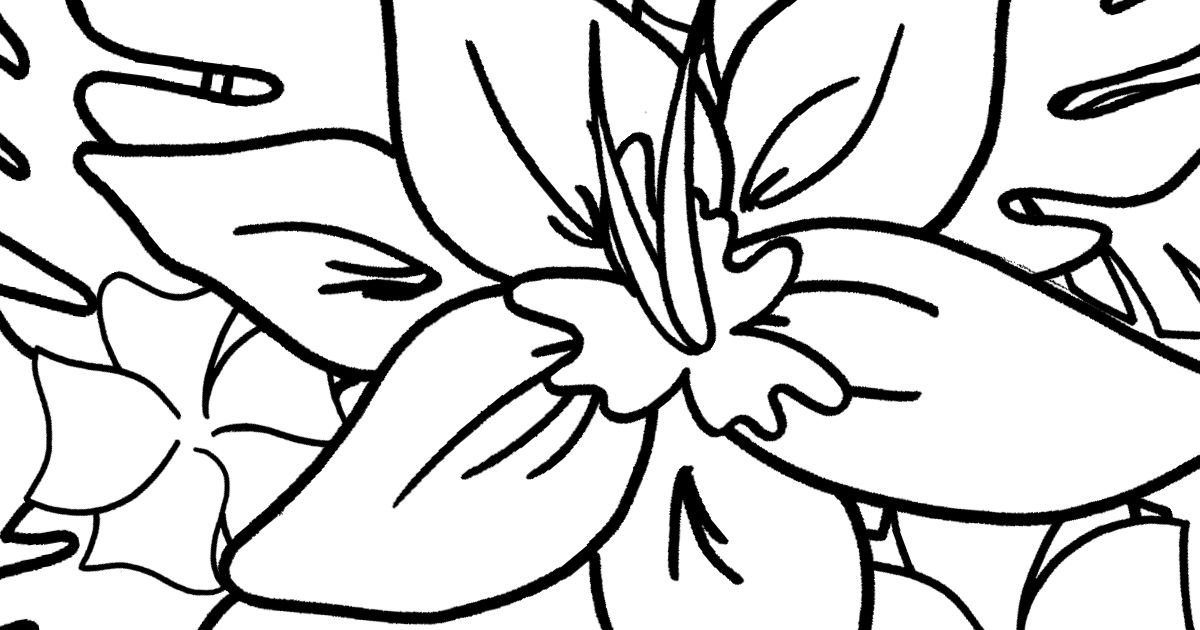 feature tropical flowers coloring page
