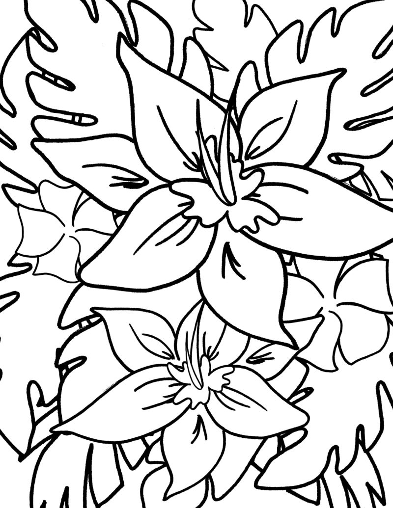 full size tropical flowers coloring page