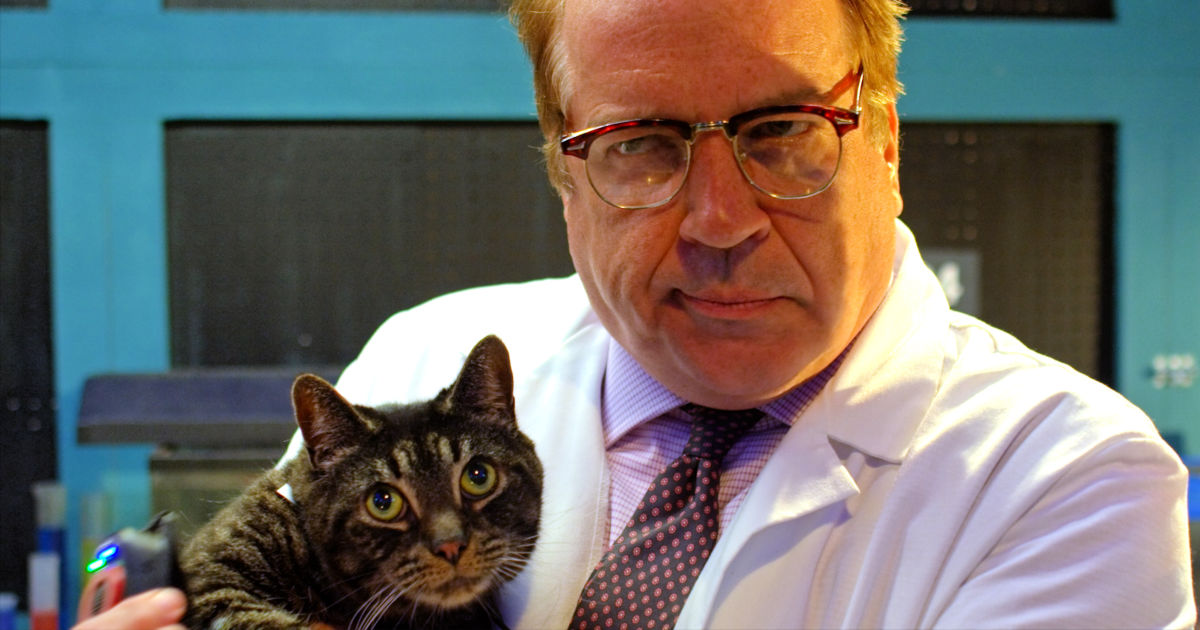 man holding gray striped cat