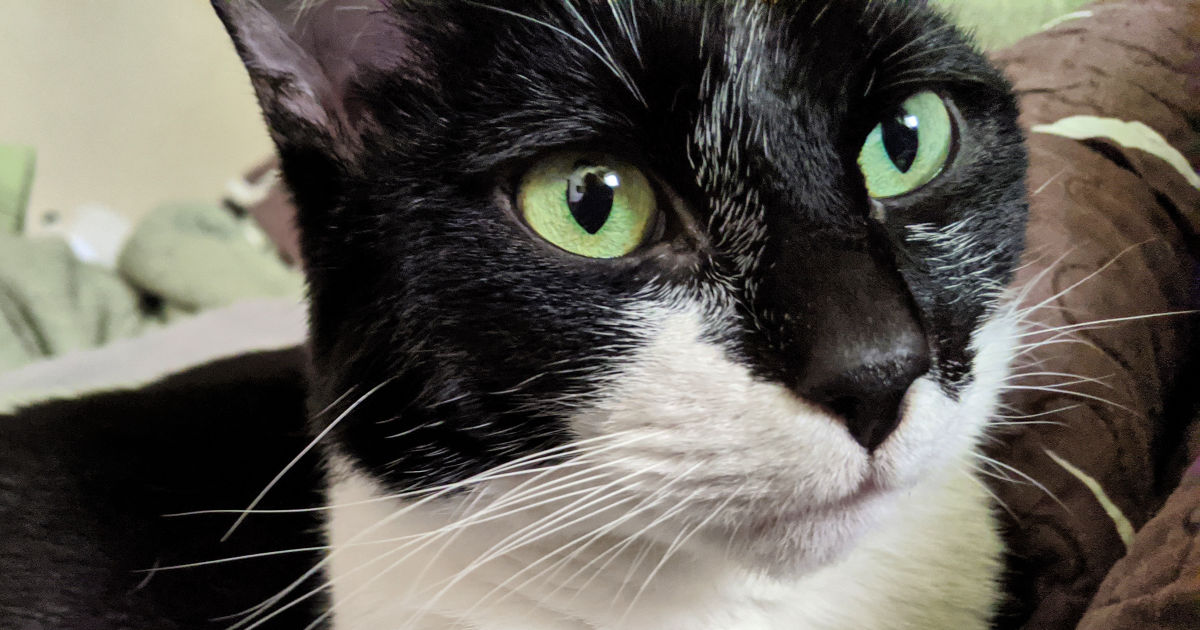 pretty girl tuxedo cat