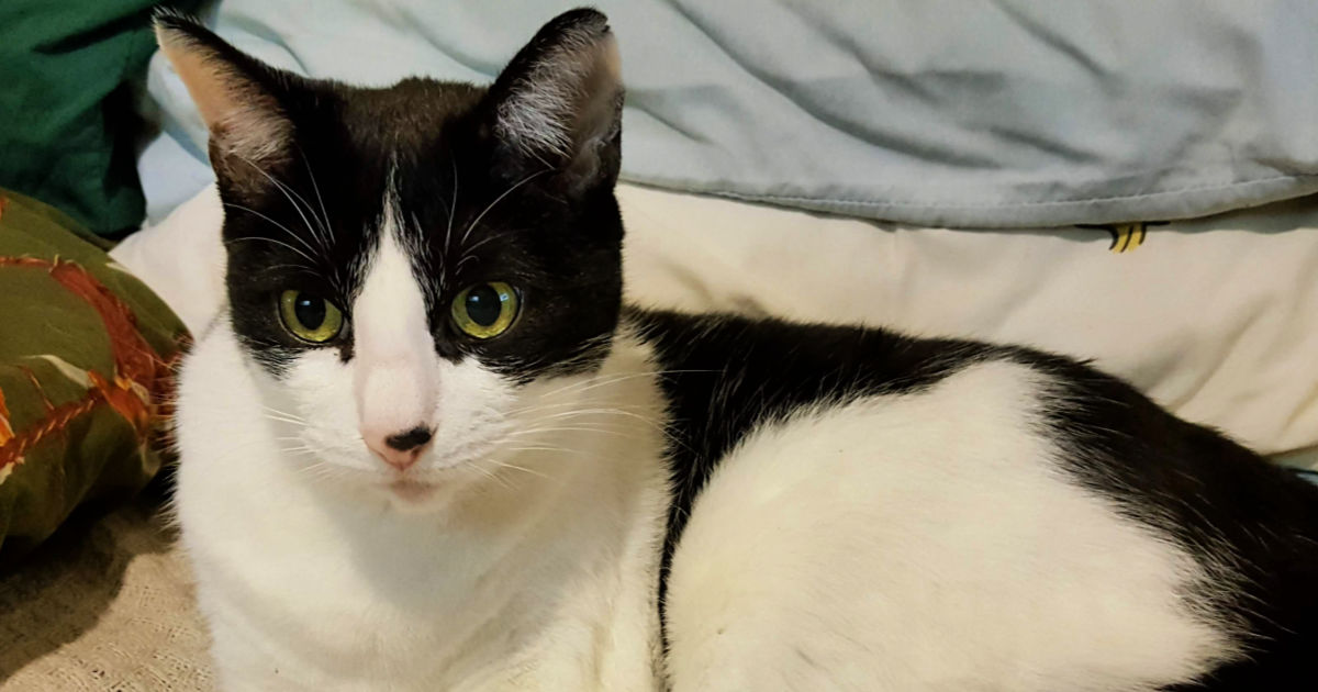 tuxedo cat needs a treat