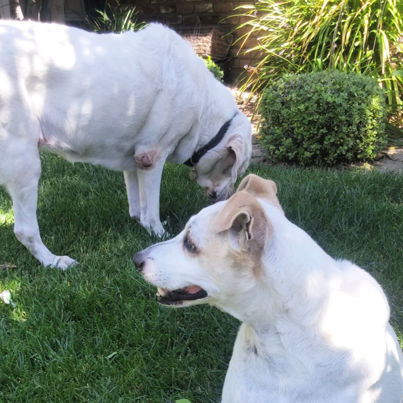 white dogs on lawn