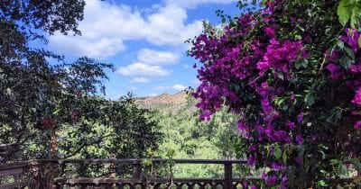 feature bougainvillea and mountain view