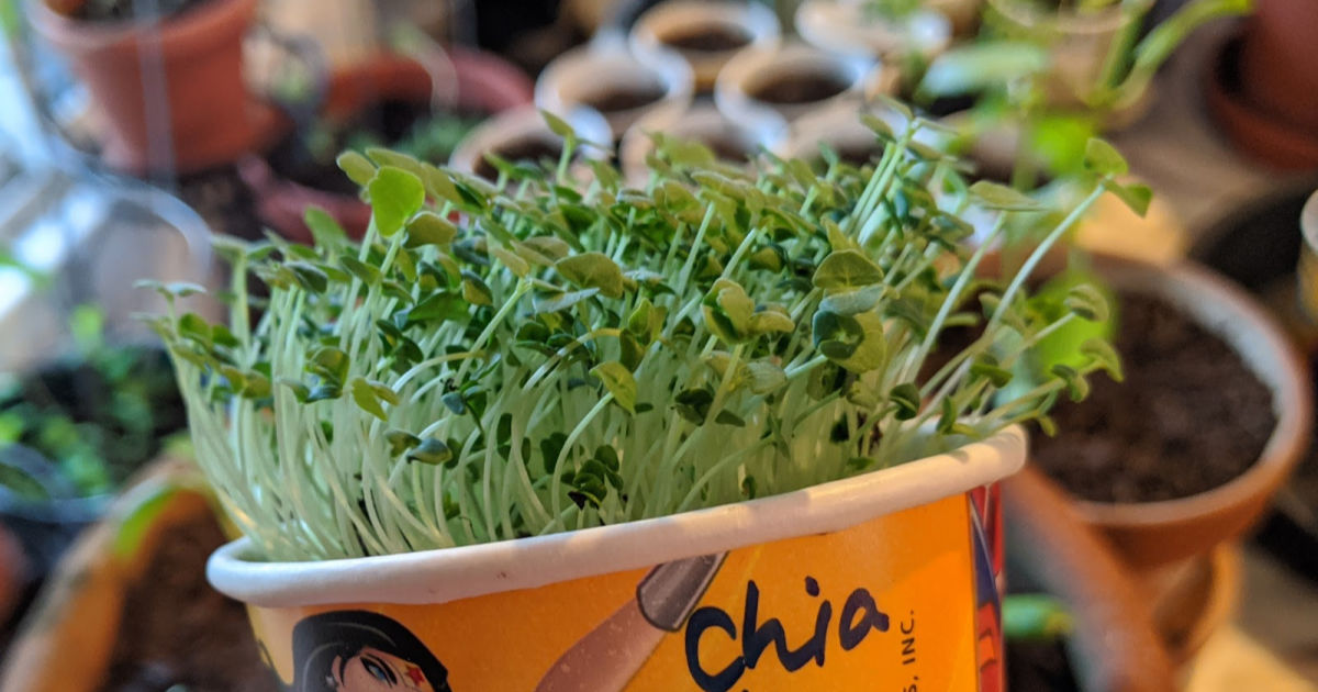 chia sprouts in cup