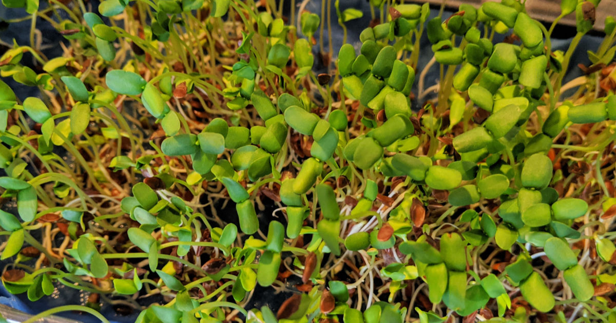 flax microgreens