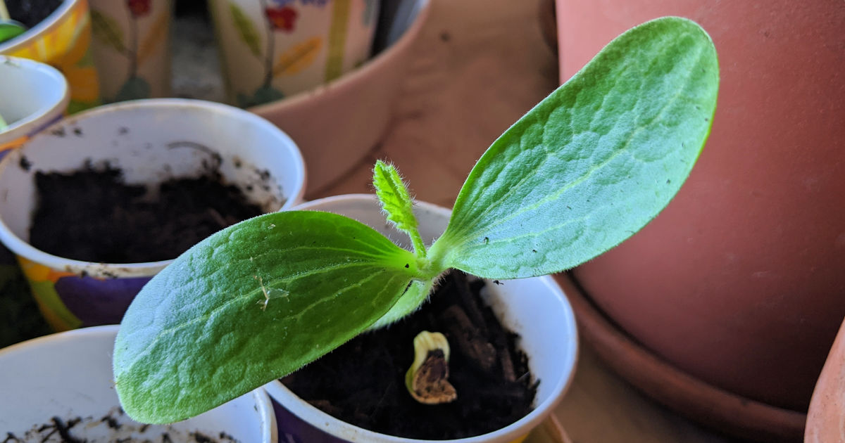 starting a seedling in a cup