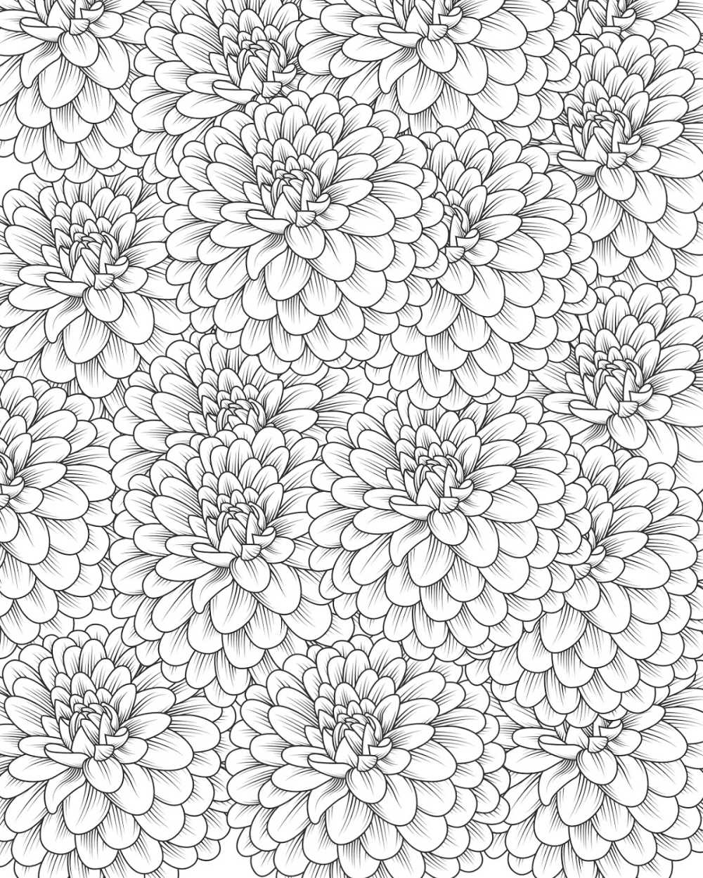 Chrysanthemum Coloring Page for Adults and Kids #Chrysanthemum #Mums #FreePrintable #FlowerColoringPage #FloralColoringPage