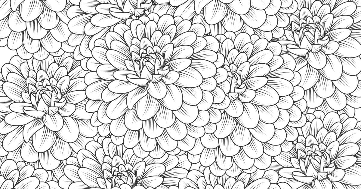 feature chrysanthemum coloring page